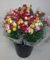 Mono Ranonkel Gem In Bos Ex X10