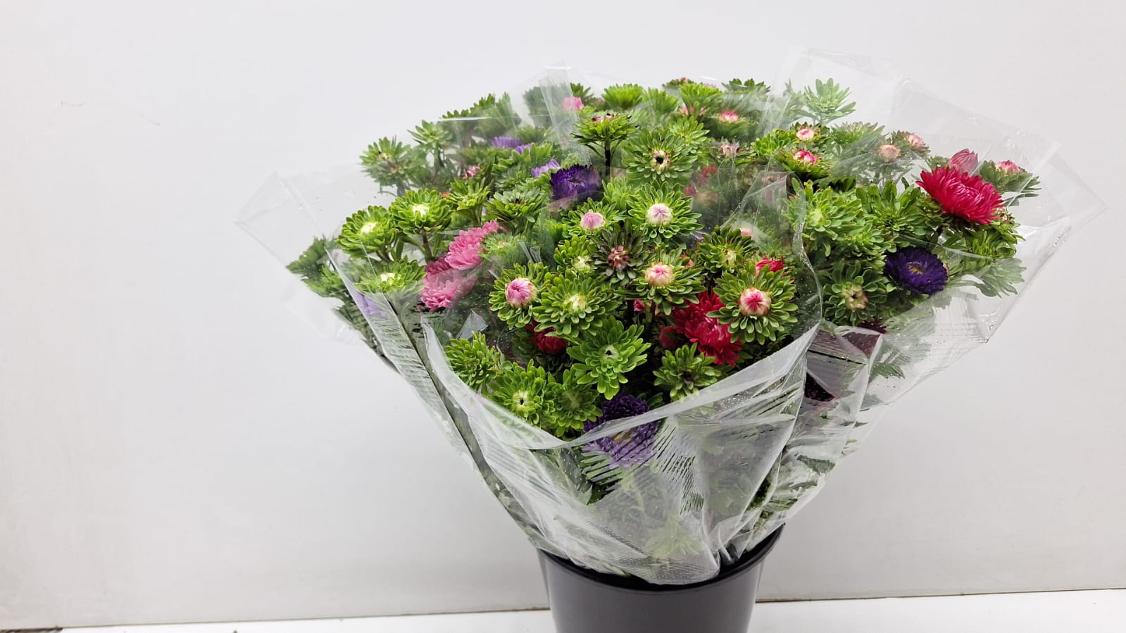 Mono Aster Vertakt Mix P Bs L6