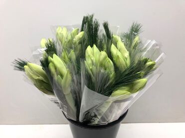 Mono Amaryllis Wit/kiefer/cynerea