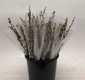 Mono Salix Wilgen Katjes X10