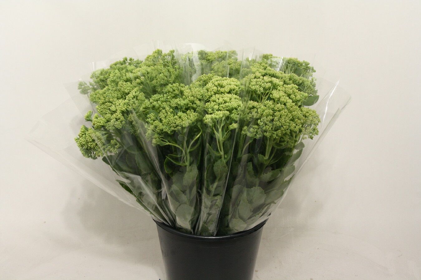 Mono Sedum X 5