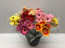 Mono Germini Ass X 7