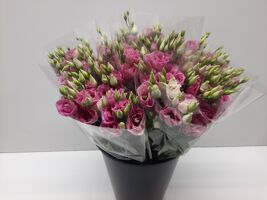 Mono Lisianthus Ass (rose/lavedel)