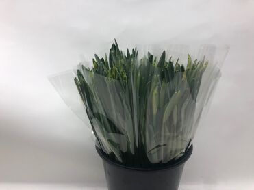 Mono Narcis Dutch Master X10