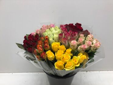 Mono Roos Ass. X 10 L5