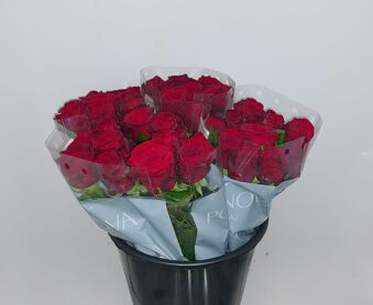 Mono Roos Red Naomi X10