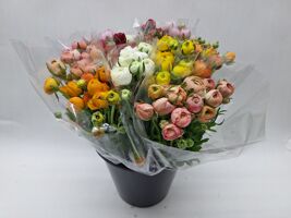 Mono Ranonkel Ass X10 Ex