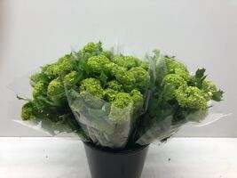 Mono Viburnum Sneeuwbal Per Bos