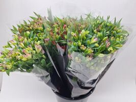 Mono Alstro Florencia Ass