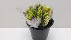 Mono Hyacint Gem. In De Bos X5