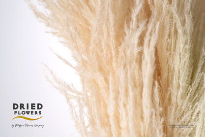 Dried Bleached Cortaderia Sacuara