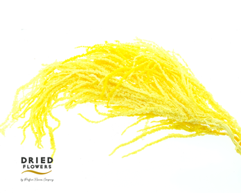 Dried Bleached Amaranthus Caudatus Yellow