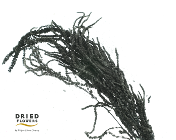 Dried Bleached Amaranthus Caudatus Black