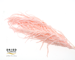 Dried Bleached Amaranthus Caudatus Light Pink