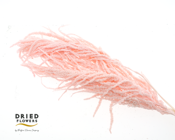 Dried Bleached Amaranthus Caudatus Light Pink