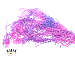 Dried Bleached Amaranthus Caudatus Neon