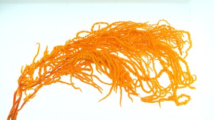 Amaranthus Preserved Orange