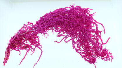 Dried Bleached Amaranthus Caudatus Cerise