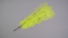 Dried Bleached Ficus Stem Green
