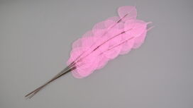 Dried Bleached Ficus Stem Pink