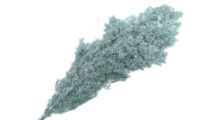 Dried Bleached Asparagus Retrofractus Silver