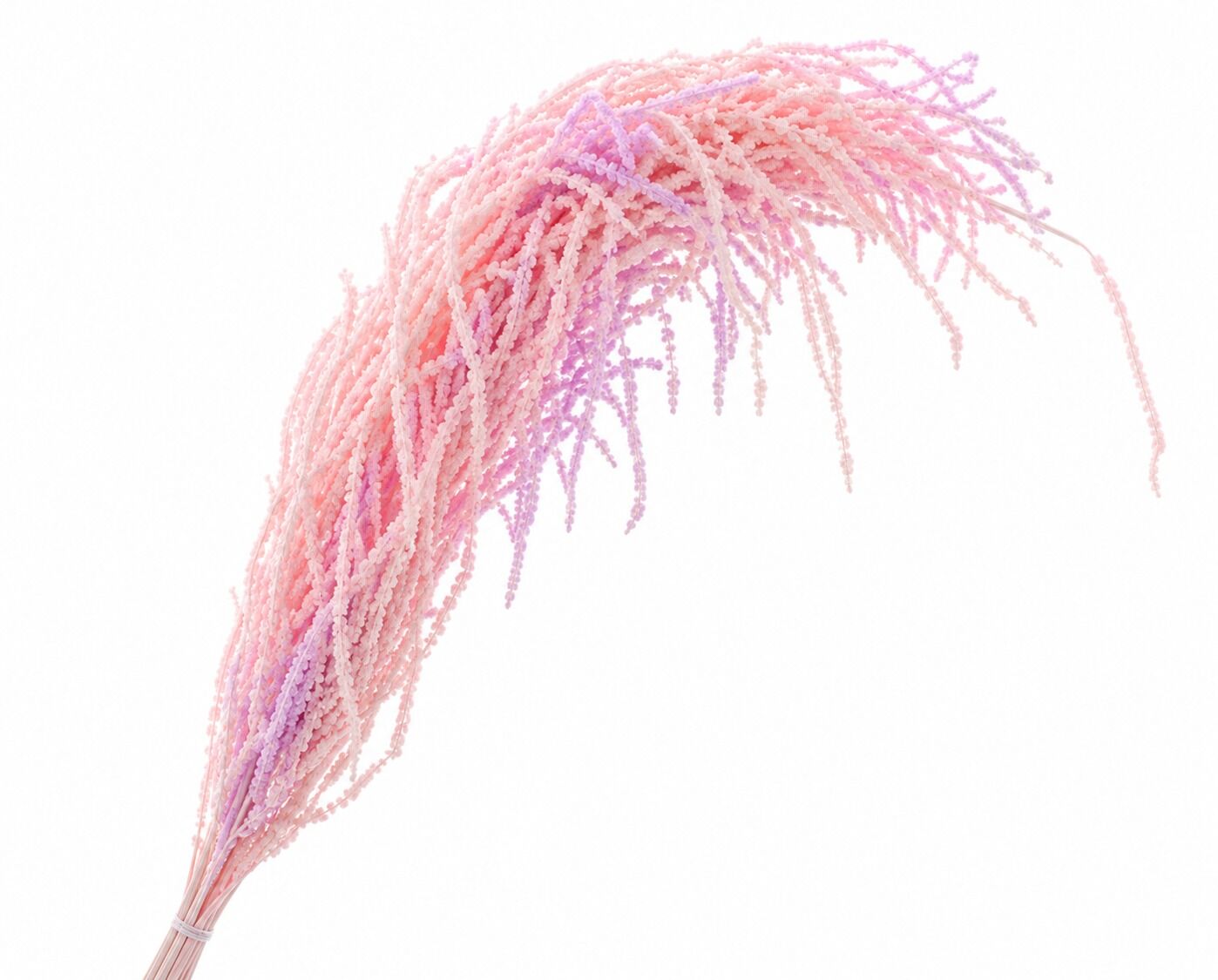 Dried Bleached Amaranthus Caudatus Candy