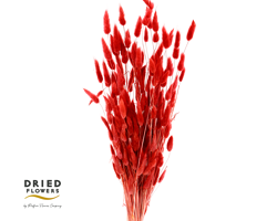 Dried Bleached Lagurus Red 50gr
