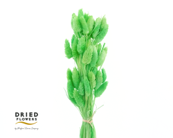 Dried Bleached Phalaris Green