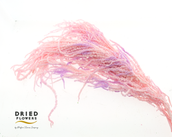 Dried Bleached Amaranthus Caudatus Neon