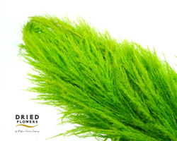Dried Cortaderia Sacuara Olive