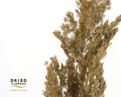 Dried Bleached Asparagus Retrofractus Golden