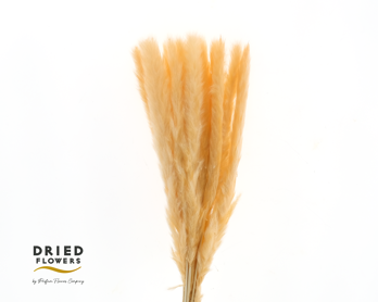 Dried Bleached Cortaderia Fluffy Salmon