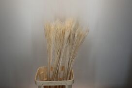 Dried Bleached Peacock Feathers