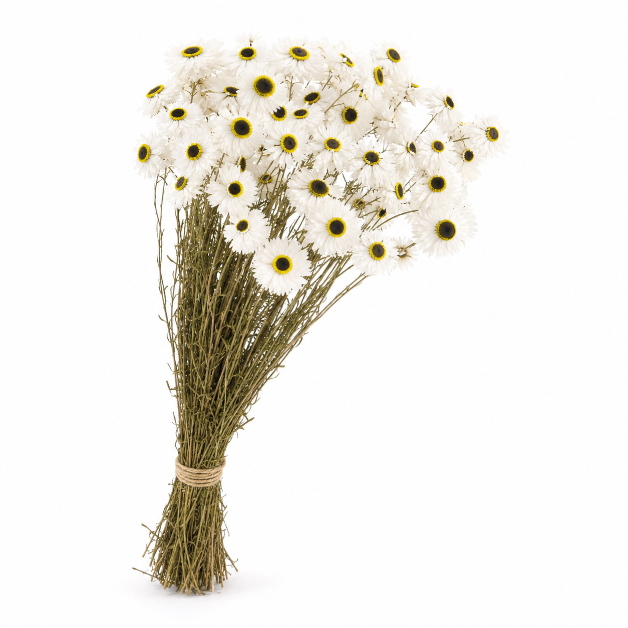 Dried Acroclinium Natural White