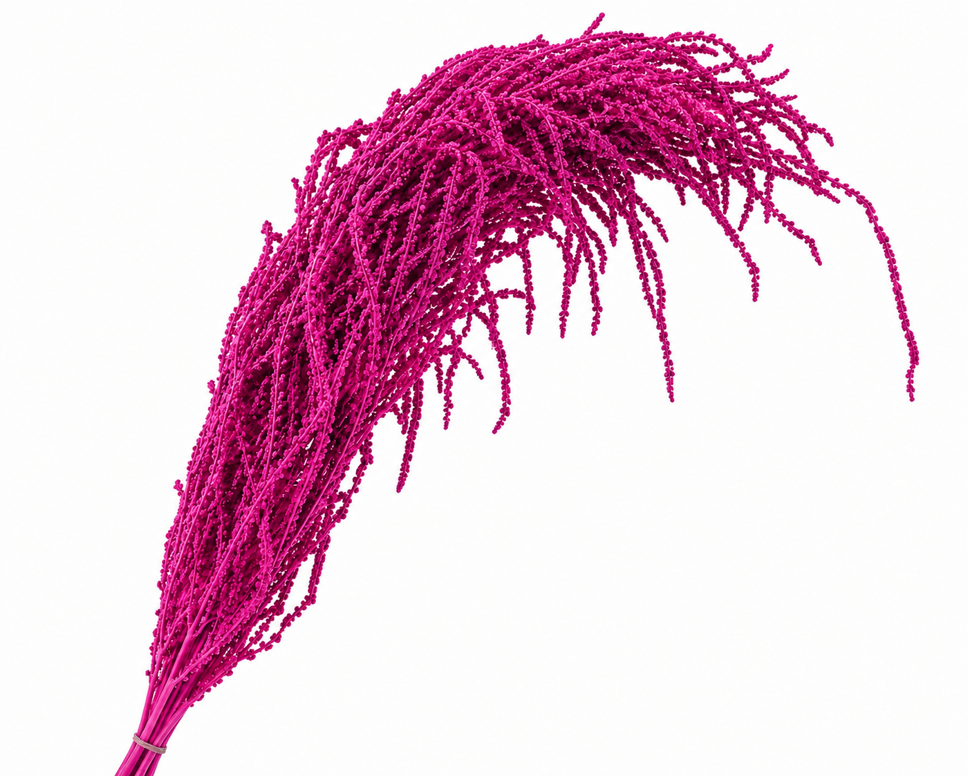 Dried Bleached Amaranthus Caudatus Cerise