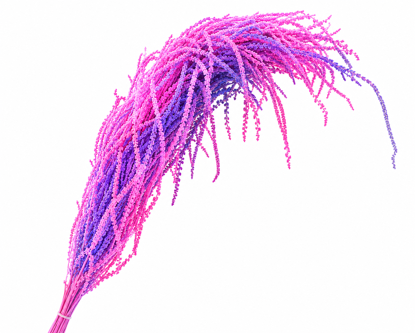 Dried Bleached Amaranthus Caudatus Neon