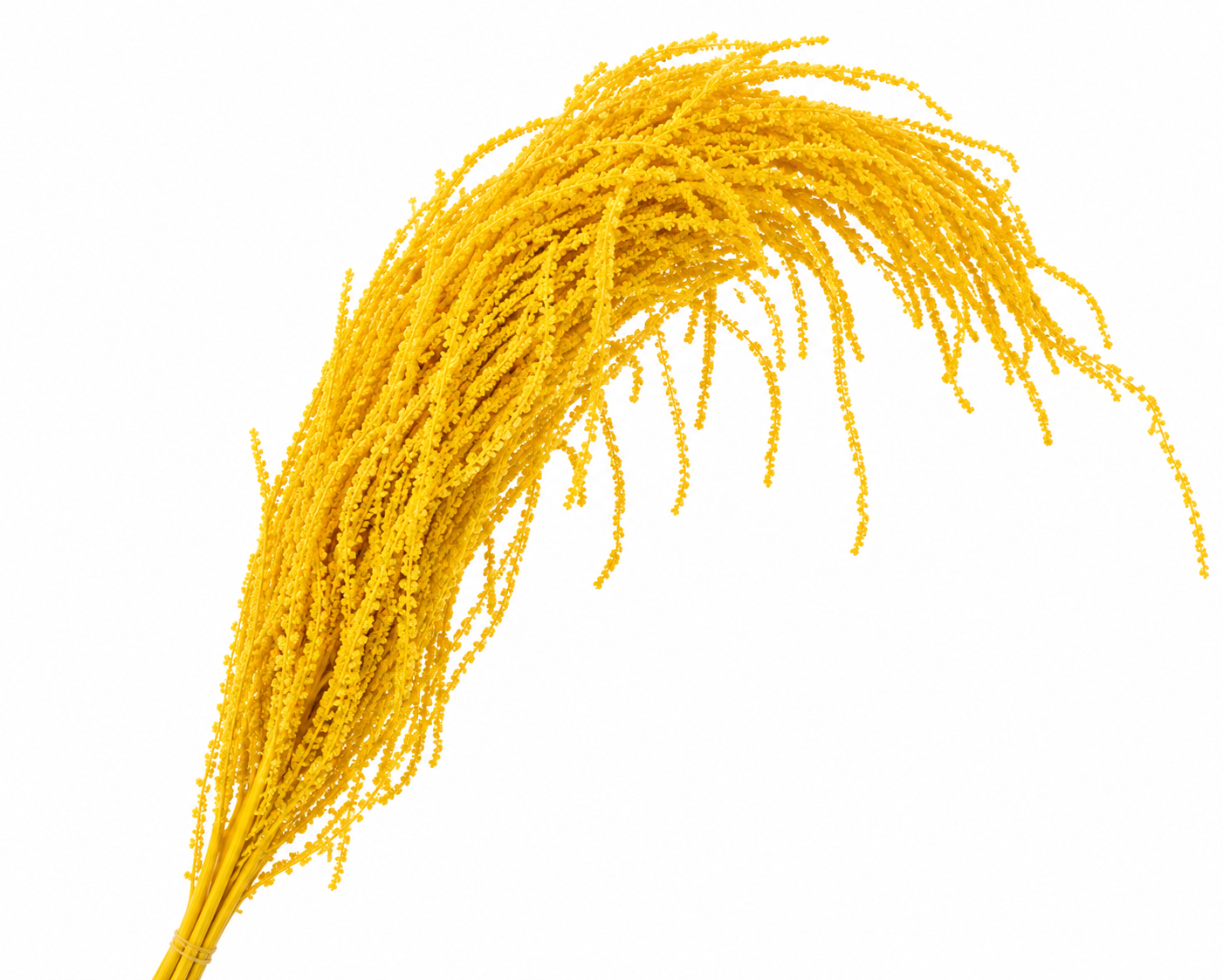 Dried Bleached Amaranthus Caudatus Yellow