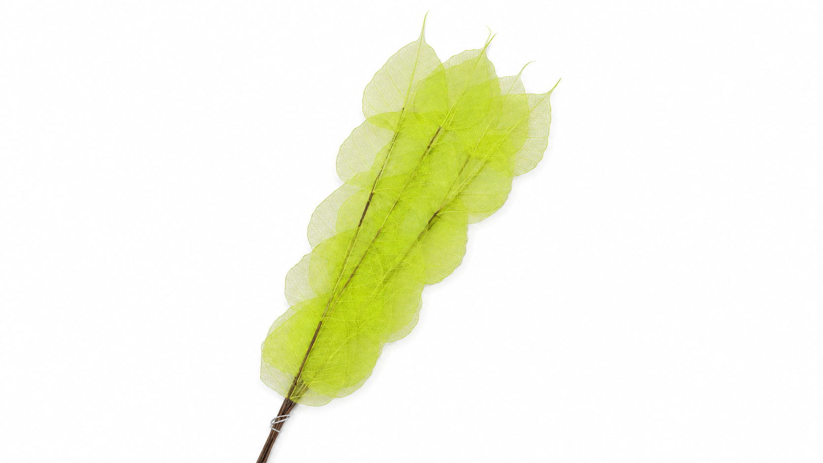 Dried Bleached Ficus Stem Green