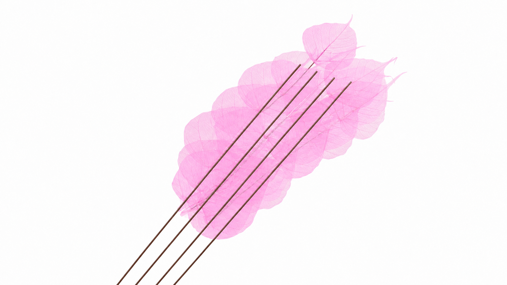 Dried Bleached Ficus Stem Pink