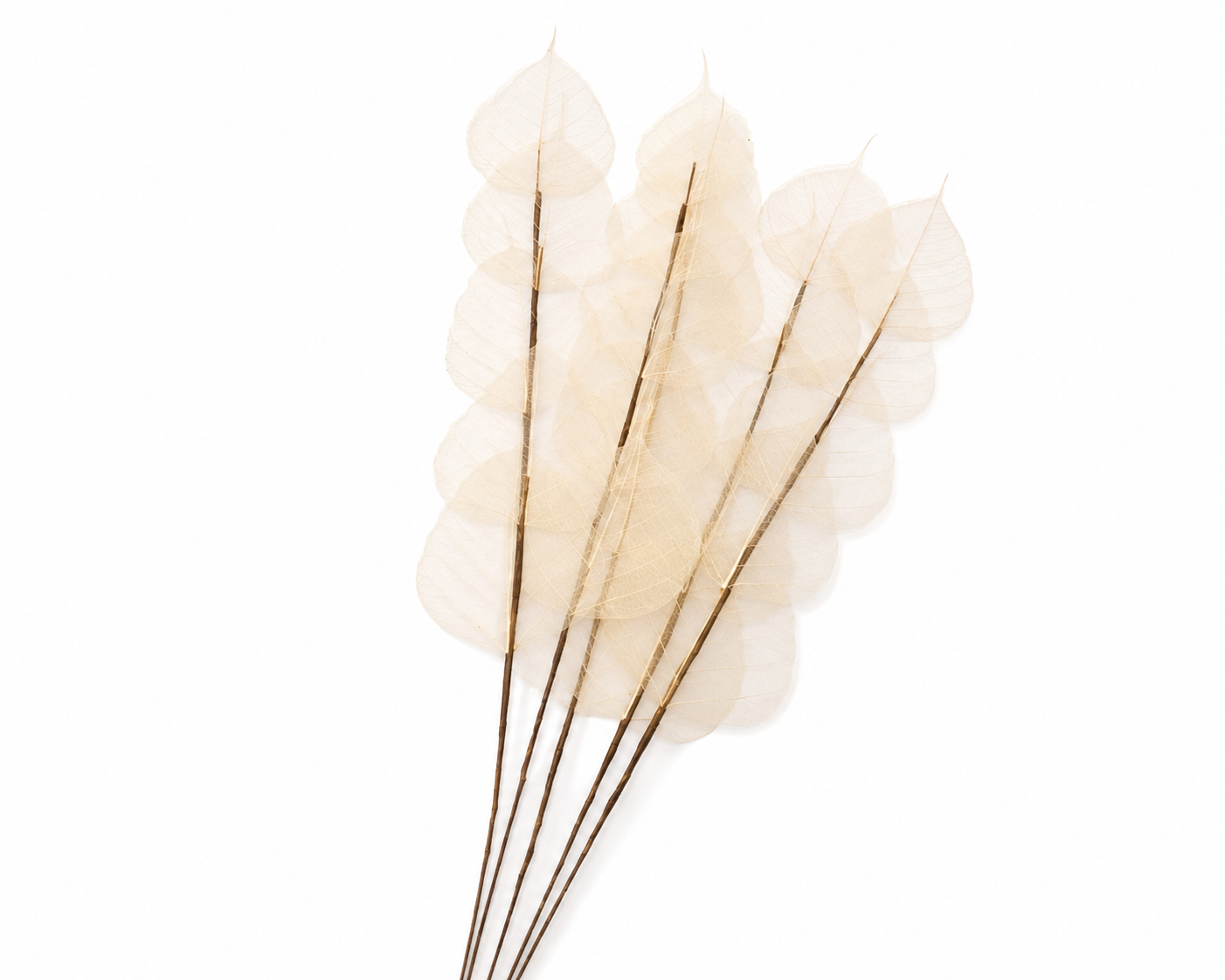 Dried Bleached Ficus Stem