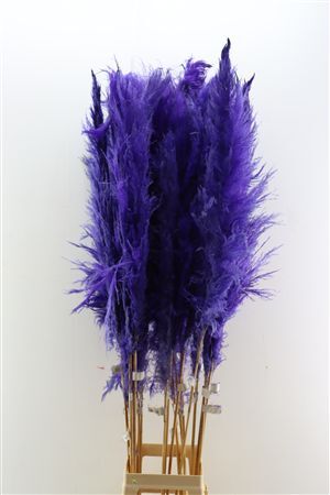 Dried Cortaderia Dadang Lilac 180cm P Stem