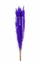 Dried Cortaderia Dadang Lilac 110cm P Stem