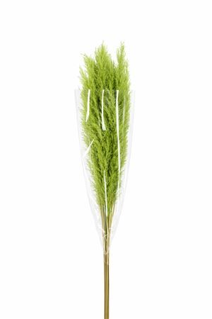 Dried Cortaderia Dadang Light Green 140cm P Stem