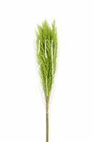 Dried Cortaderia Dadang Light Green 140cm P Stem