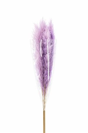 Dried Cortaderia Dadang Lilac 140cm P Stem