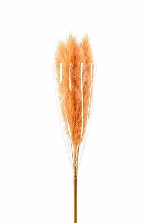 Dried Cortaderia Dadang Salmon 140cm P Stem