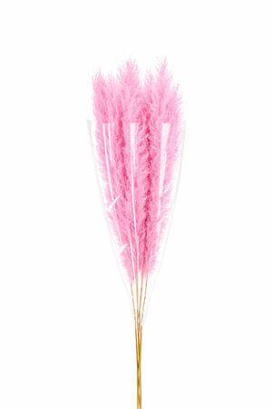 Dried Cortaderia Dadang Soft Pink 140cm P Stem