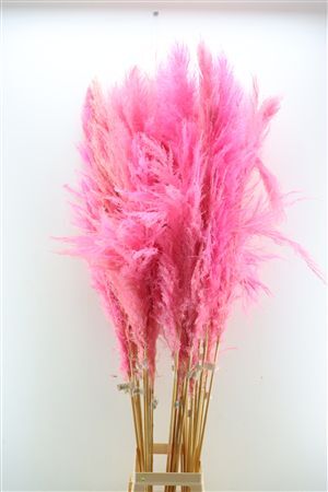 Dried Cortaderia Dadang Soft Pink 180cm P Stem