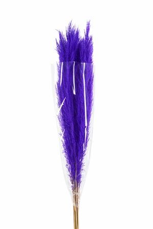 Dried Cortaderia Dadang Lilac 120cm P Stem