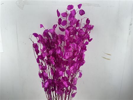 Dried Lunaria Cerise 90cm P Bunch